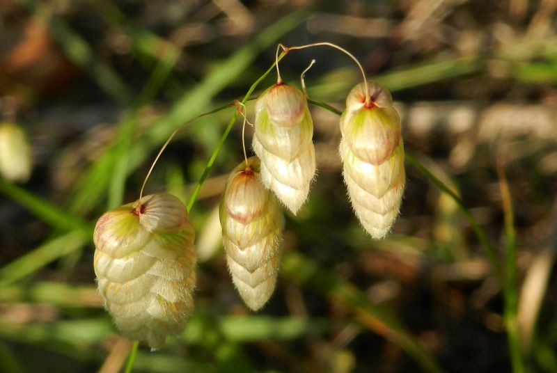 Briza maxima / Sonaglini maggiori
